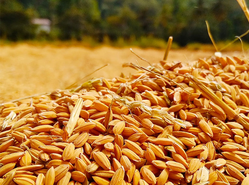 Какие крупы делают из пшеницы