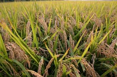Агро-Альянс завершил уборку риса