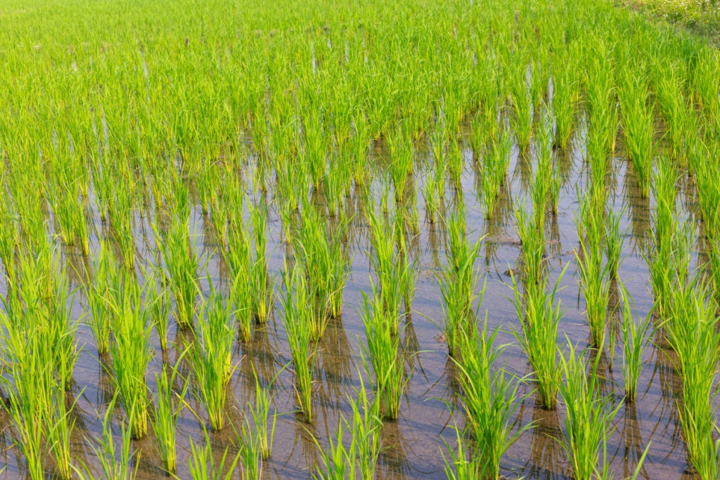как растет рис на поле